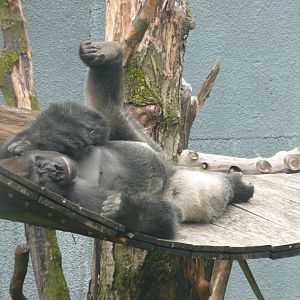 Sleepy Gorilla - 24-08-2020