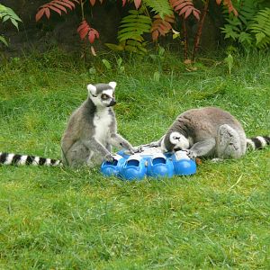 Ring-tailed lemur - 24-08-2020