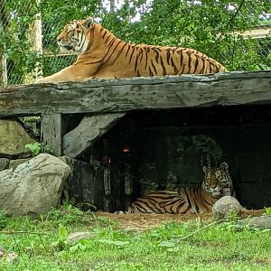 Amur Tiger - 24-08-2020