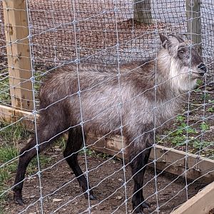 Japanese Serow - 24-08-2020