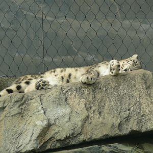 Snow Leopard - 24-08-2020