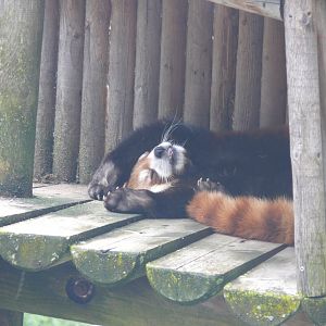 Sleepy (hangover?) Red Panda - 24-08-2020