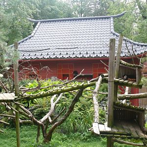 Red Panda outdoor habitat - 24-08-2020