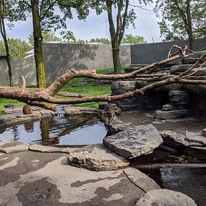 Japanese Macaque exhibit 2 - 24-08-2020