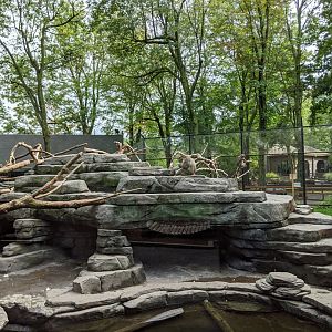 Japanese Macaque exhibit 1 - 24-08-2020