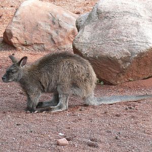 Red-necked Wallaby - 24-08-2020