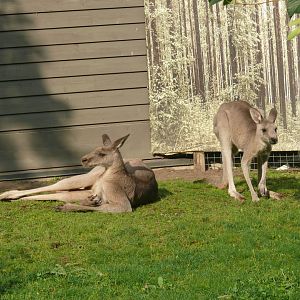 Eastern Grey Kangaroo - 24-08-2020