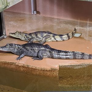 Spectacled Caiman - 24-08-2020