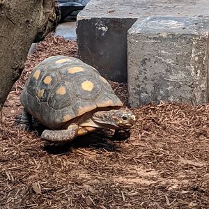 Red-footed Tortoise - 24-08-2020