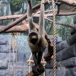 Geoffroy's spider monkey - indoor enclosure - 24-08-2020