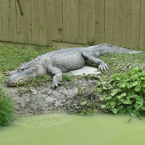 American Alligator - 24-08-2020