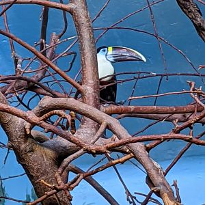 White-throated Toucan - 24-08-2020