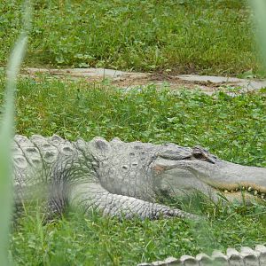 American Alligator lurking - 24-08-2020