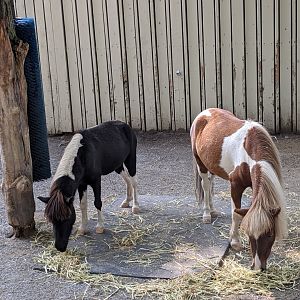 Miniature Horses - 24-08-2020
