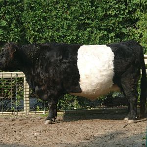 Galloway Cattle - 24-08-2020