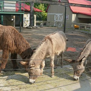 Baudet de Poitou and Domestic Donkey - 24-08-2020