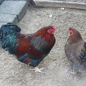 Petting Zoo - 24-08-2020