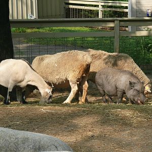 Petting Zoo - 24-08-2020