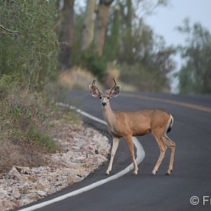 desert mule deer