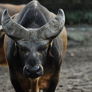 Forest buffalo (Syncerus caffer nanus)