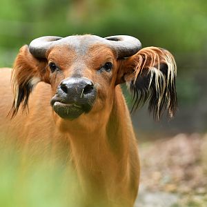 Forest buffalo (Syncerus caffer nanus)