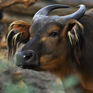 Forest buffalo (Syncerus caffer nanus)