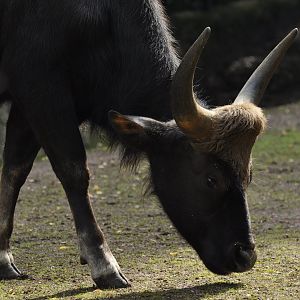 Indian gaur (Bos gaurus)