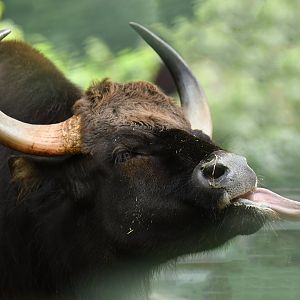 Indian gaur (Bos gaurus)
