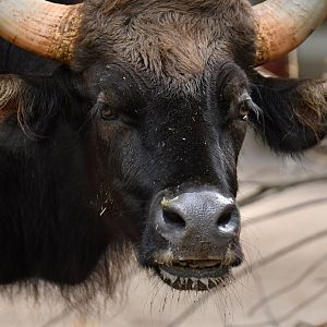 Indian gaur (Bos gaurus)