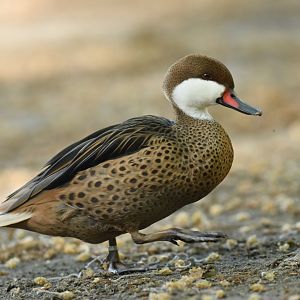 Bahamas pintail (Anas bahamensis)