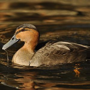 Philippine duck (Anas luzonica)