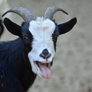 Domestic goat (Capra hircus)
