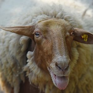 Domestic sheep (Ovis aries)