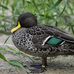 Yellow-billed duck (Anas undulata)