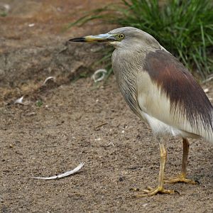 Indian pond-heron (Ardeola grayi=