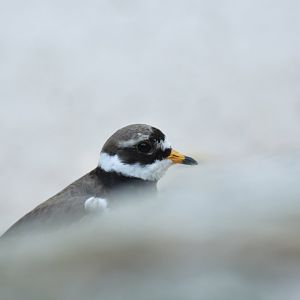 Ringed plover (Charadrius hiaticula)