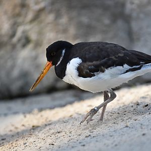 Eurasian oystercatcher (Haematopus ostralegus)