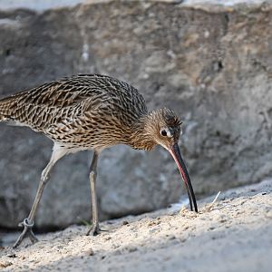 Common curlew (Numenius arquata)