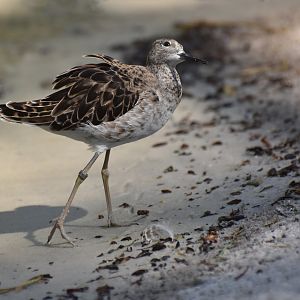 Ruff (Philomachus pugnax)
