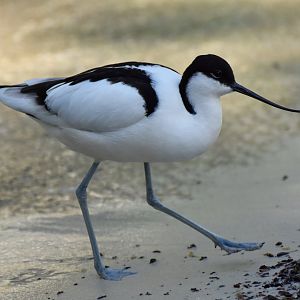 Pied avocet (Recurvirostra avosetta)