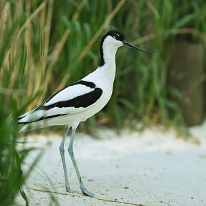Pied avocet (Recurvirostra avosetta)