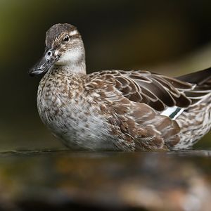 Garganey (Spatula querquedula)