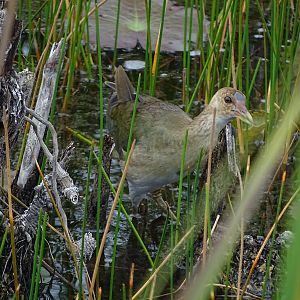 Juvenile American purple gallinule (Porphyrio martinicus)