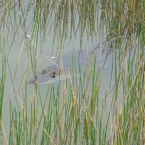 Morelet's crocodile (Crocodylus moreletii)