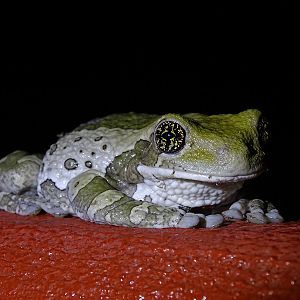 Veined tree frog (Trachycephalus typhonius)