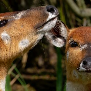 Sitatunga : Whipsnade : 01 Aug 2020