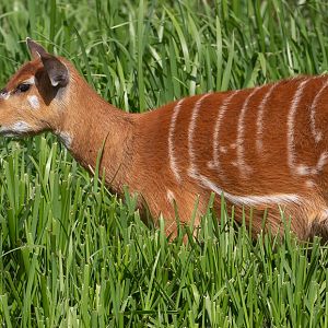 Sitatunga : Whipsnade : 01 Aug 2020