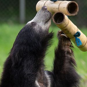 Sri Lankan sloth bear : Whipsnade : 23 Aug 2020