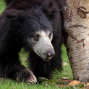 Sri Lankan sloth bear : Whipsnade : 23 Aug 2020