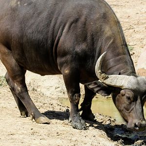 Cape Buffalo